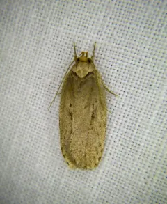 Black-dotted Birch Leaftier Moth thumbnail 4