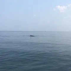 Common Minke Whale thumbnail 2