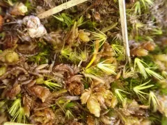 Fragile Swan-neck Moss thumbnail 4