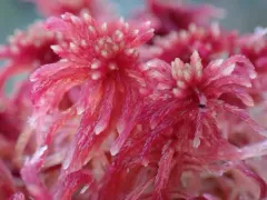 Lustrous Bog-moss thumbnail 2