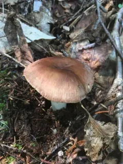 Russula brunneola thumbnail 4