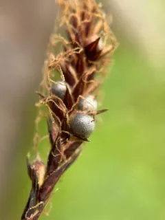 Anthracoidea scirpoideae thumbnail 2