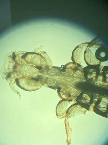 Ornithobius goniopleurus