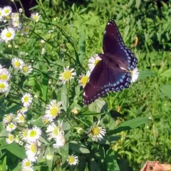 Red-spotted Admiral thumbnail 4
