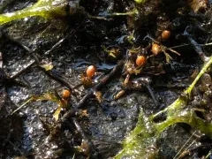 Threadfoot thumbnail 2