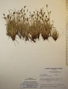 alpine sedge thumbnail 4