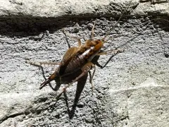 Spotted Camel Cricket thumbnail 3