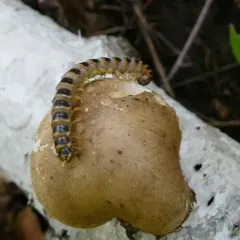 Arthrophaga myriapodina thumbnail 4