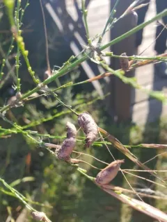 wildrice ergot thumbnail 4