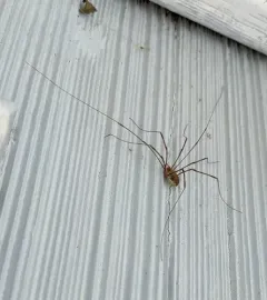 Canestrini's Harvestman thumbnail 4
