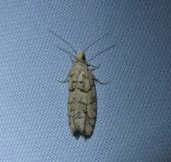 Epinotia subviridis thumbnail 3