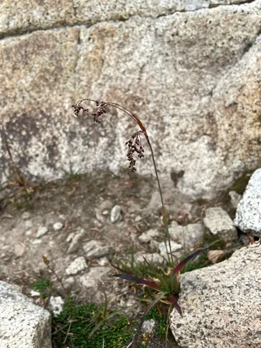 Piper's Woodrush