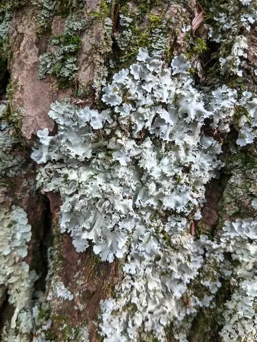 Parmotrema margaritatum