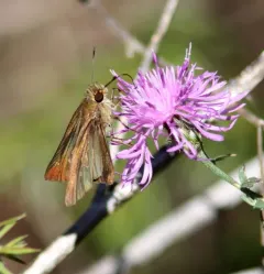 Ocola Skipper thumbnail 4
