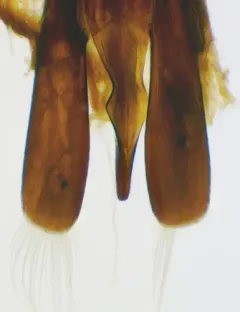 Gyrinus sayi thumbnail 3