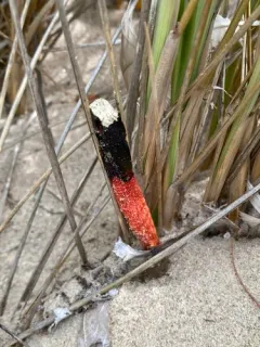 Devil's Stinkhorn thumbnail 2