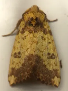 Wild Rye Borer Moth thumbnail 4