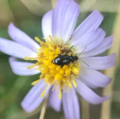 Black-headed Systena thumbnail 4