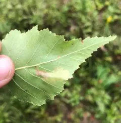 Amber-marked Birch Leaf-miner Sawfly thumbnail 2