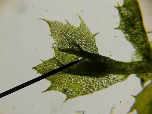 Southern Dung Moss
