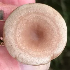 Coconut Milkcap thumbnail 3