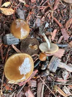 Psathyrella squamosa thumbnail 2