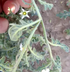 Cutleaf Nightshade thumbnail 3