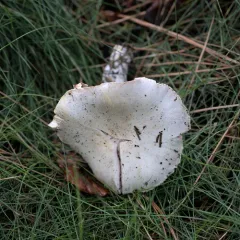 Yellow Stainer thumbnail 4