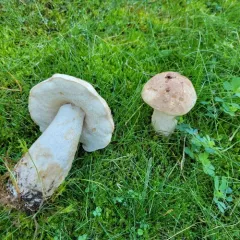 Brown Birch-bolete thumbnail 4