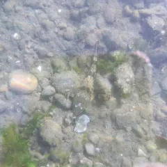 Pacific Staghorn Sculpin thumbnail 1