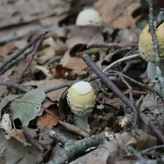 Great Funnel-Veil Amanita thumbnail 1