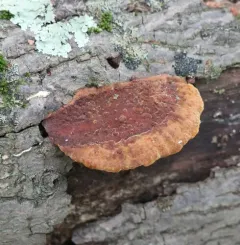 Mustard Yellow Polypore thumbnail 1