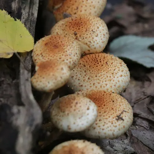 Sharp-scaly Pholiota