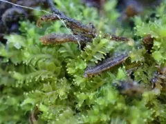 Tumid Notchwort thumbnail 4