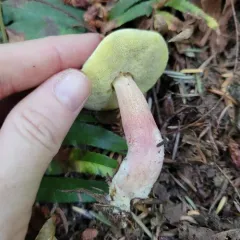 cracked-cap bolete thumbnail 4