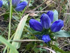 Soapwort Gentian thumbnail 2
