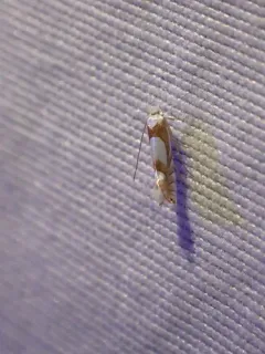 Phyllonorycter fitchella thumbnail 2
