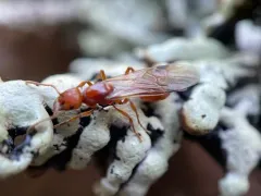 Manica hunteri thumbnail 3
