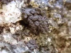 Phylliscum demangeonii thumbnail 3