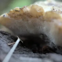 Climacocystis borealis thumbnail 3