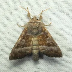 Joe-Pye Weed Borer Moth thumbnail 3