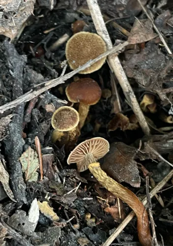 Cortinarius helodes