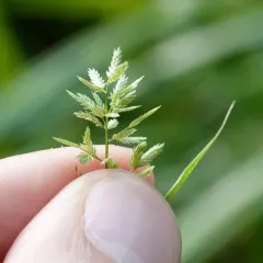 Teal Lovegrass thumbnail 3