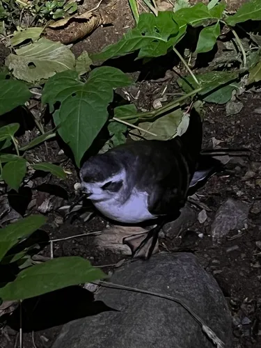 White-faced Storm-Petrel