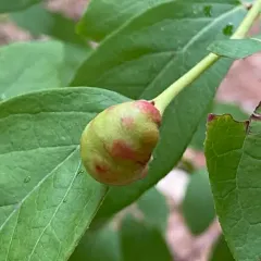 Blueberry Stem Gall Wasp thumbnail 2