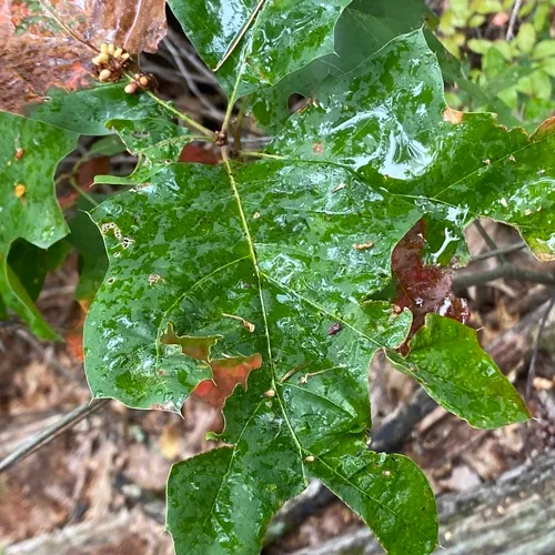 oak wheat gall