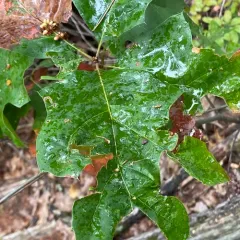 oak wheat gall thumbnail 1