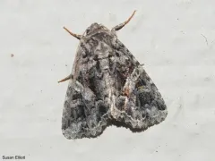 Campion Coronet thumbnail 2