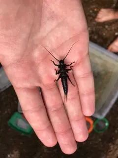American Salmonfly thumbnail 1
