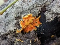 spreading yellow tooth thumbnail 2